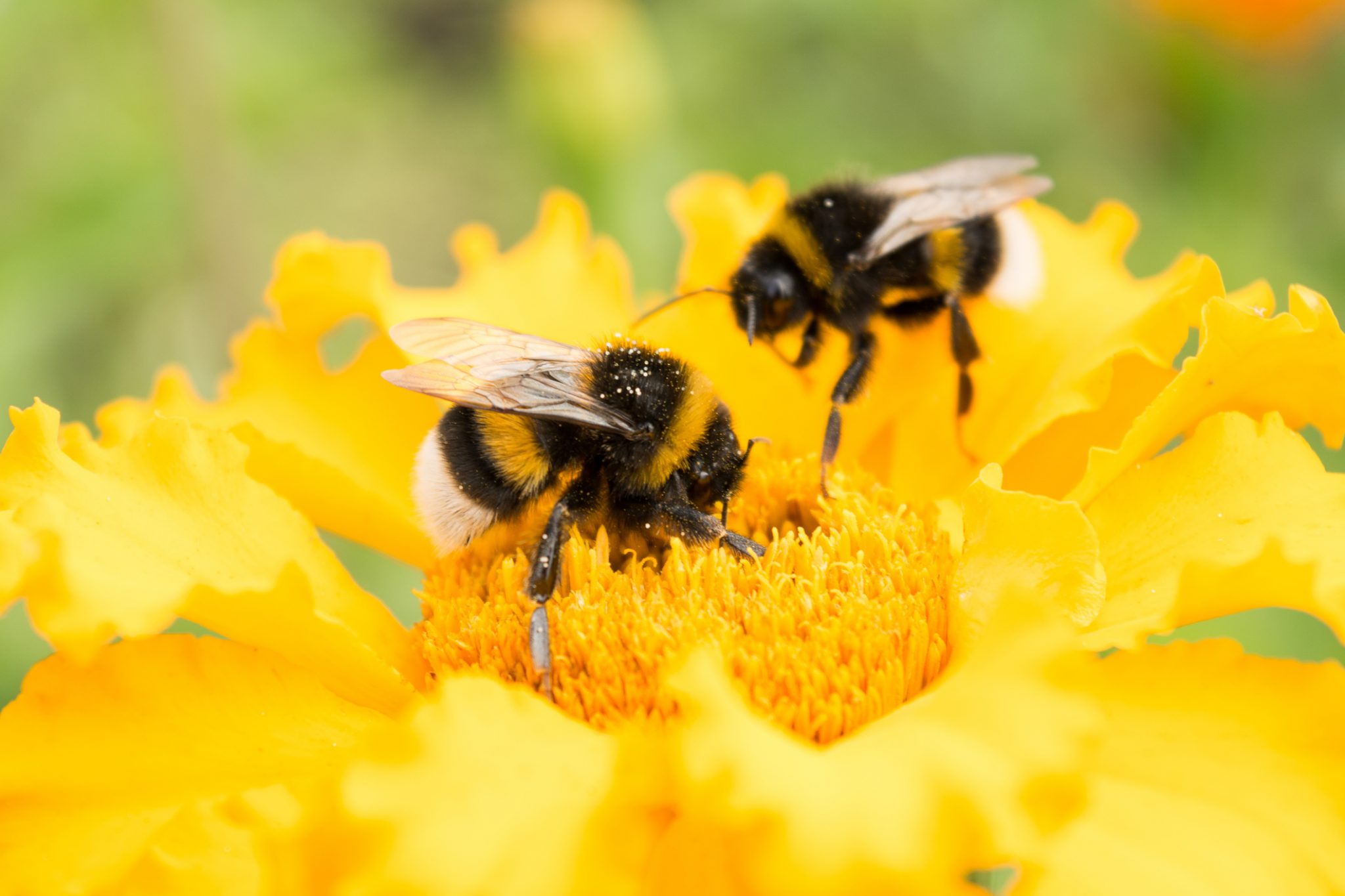Bumblebees: The Big Buzz Pollinator - Backyard Beekeeping